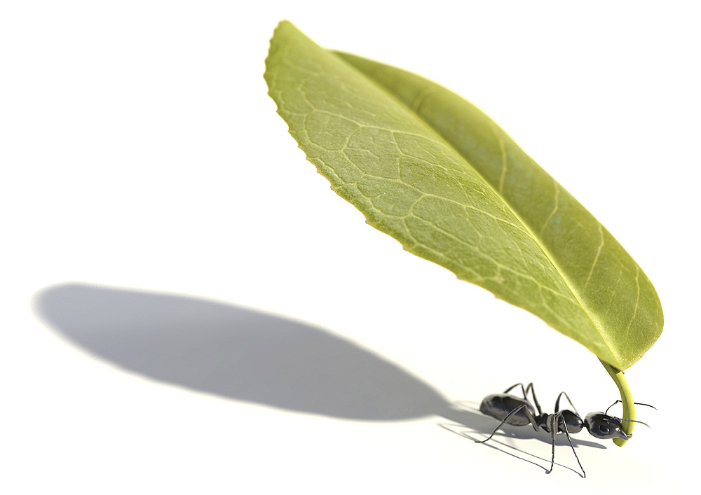 183-Ant-Leaf-2025 Ant Carrying a Leaf