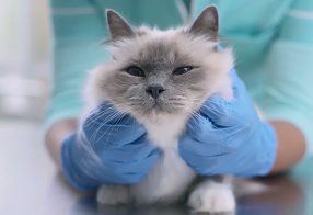 Touching Hearts and Minds: CalmCollect Website